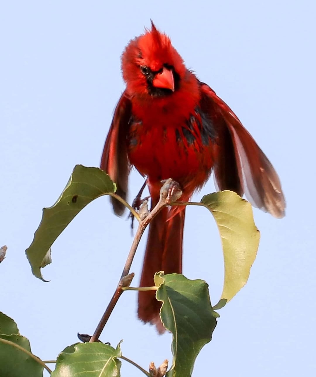 photo of a cardinal in a tree