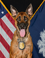 K9 Radford